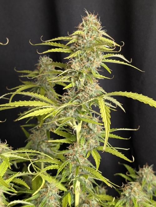 Sweet Mango Auto. Week 10