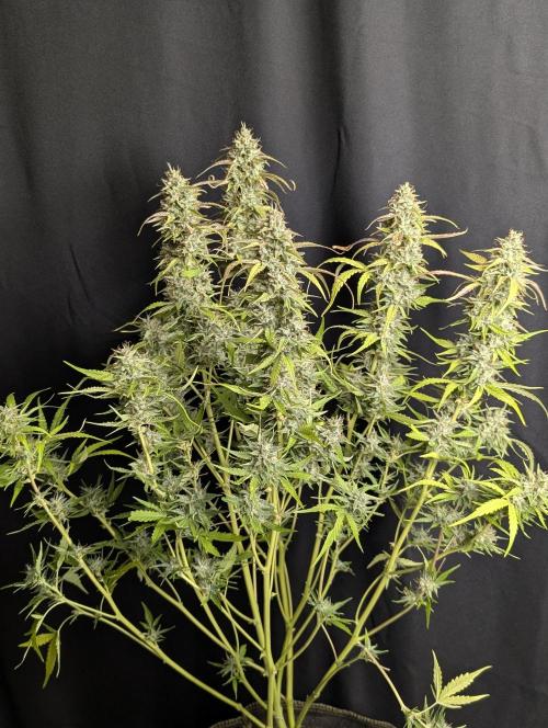 Frosted Guava Auto x3. Week 10 - 1