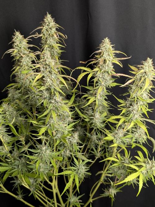 Frosted Guava Auto x3. Week 10