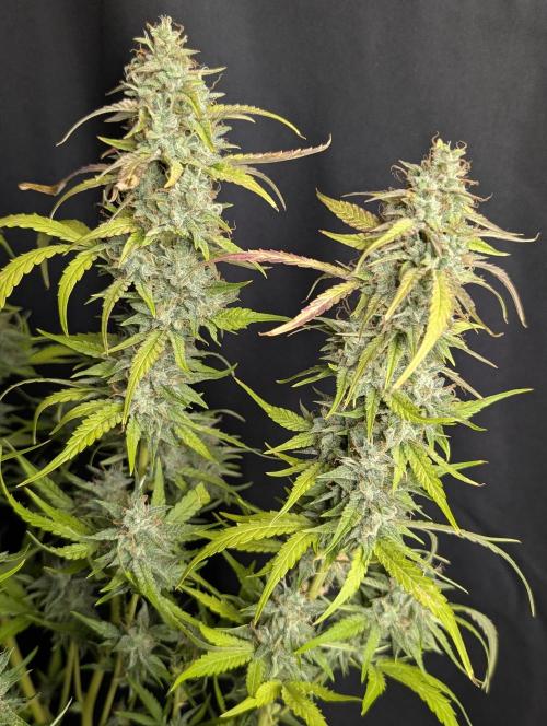 Frosted Guava Auto x3. Week 10