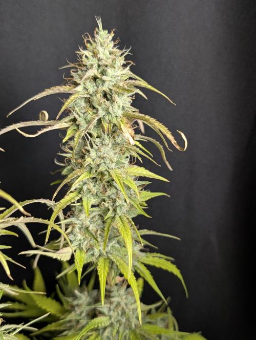 Frosted Guava Auto x3. Week 10