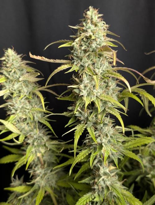 Frosted Guava Auto x3. Week 10