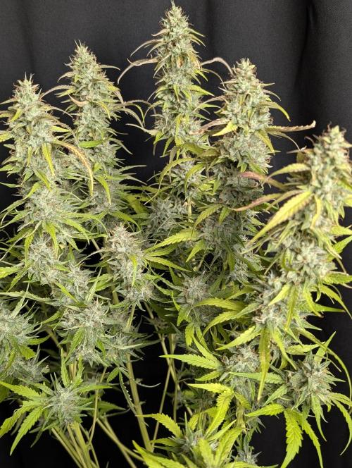 Frosted Guava Auto x3. Week 10