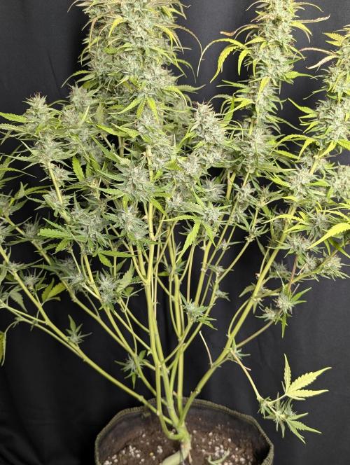 Frosted Guava Auto x3. Week 10