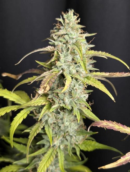 Frosted Guava Auto x3. Week 10