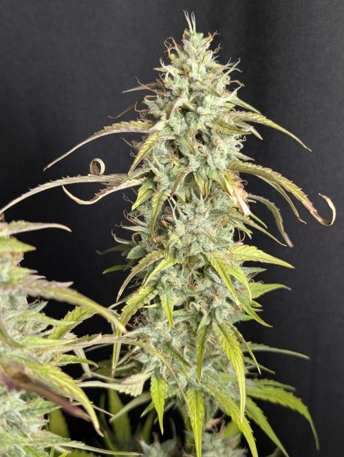 Frosted Guava Auto x3. Week 10