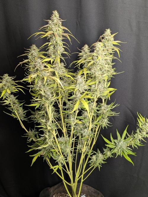 Frosted Guava Auto x3. Week 10 - 2