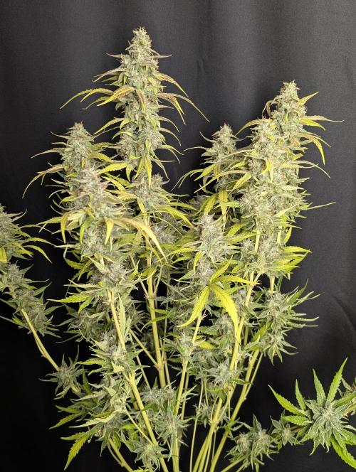 Frosted Guava Auto x3. Week 10