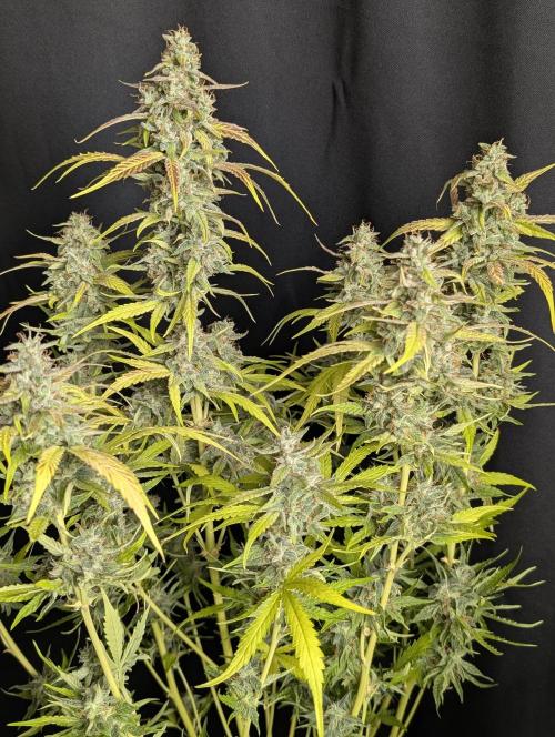 Frosted Guava Auto x3. Week 10