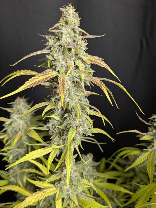 Frosted Guava Auto x3. Week 10