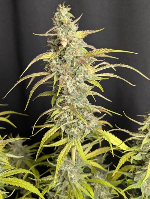 Frosted Guava Auto x3. Week 10