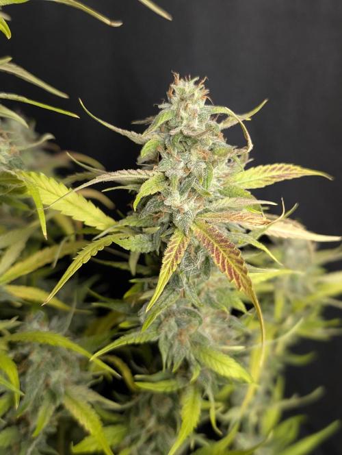 Frosted Guava Auto x3. Week 10