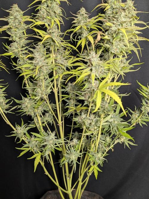 Frosted Guava Auto x3. Week 10