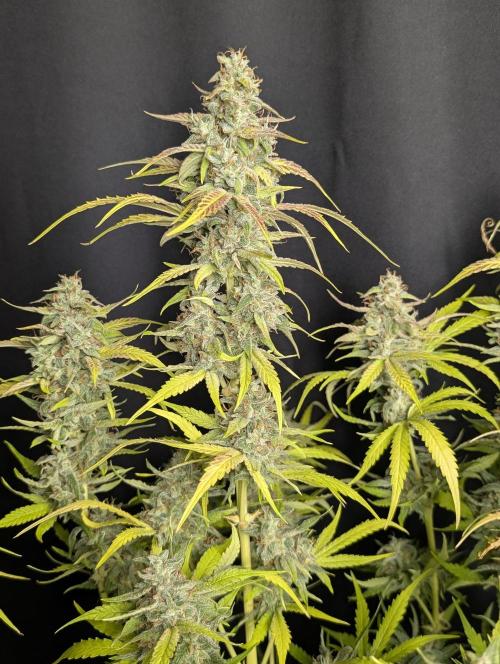 Frosted Guava Auto x3. Week 10