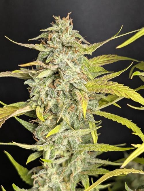 Frosted Guava Auto x3. Week 10