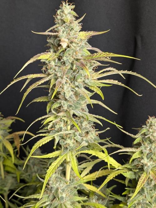 Frosted Guava Auto x3. Week 10