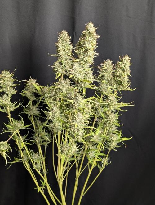Frosted Guava Auto x3. Week 10 - 3