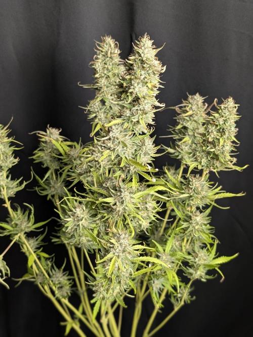 Frosted Guava Auto x3. Week 10