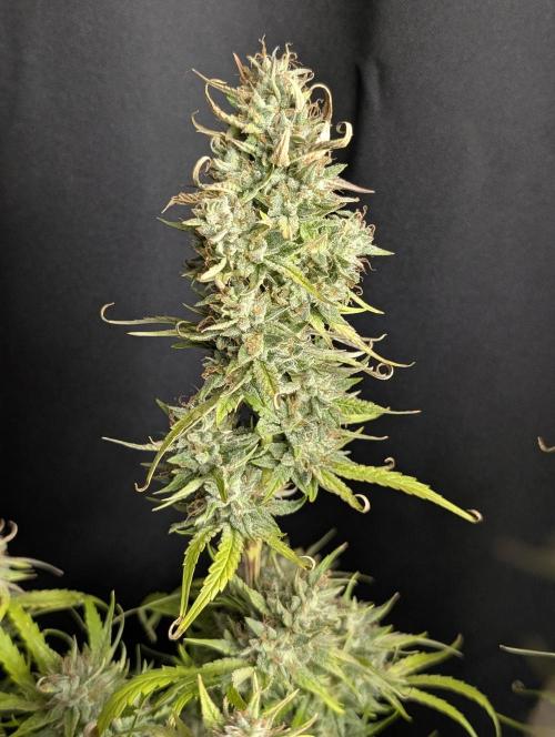 Frosted Guava Auto x3. Week 10