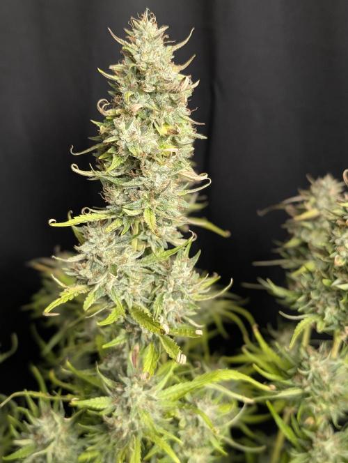 Frosted Guava Auto x3. Week 10
