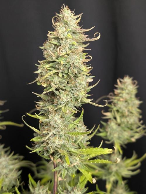 Frosted Guava Auto x3. Week 10