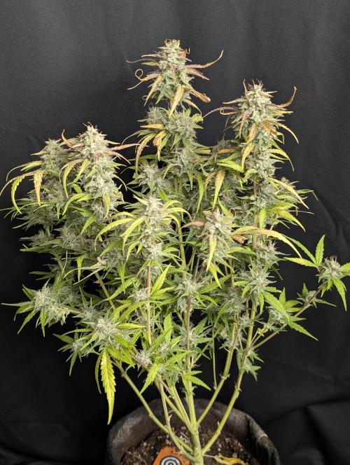 Frosted Guava Auto x3. Week 10 - 1