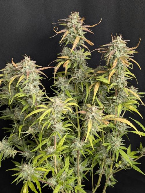 Frosted Guava Auto x3. Week 10