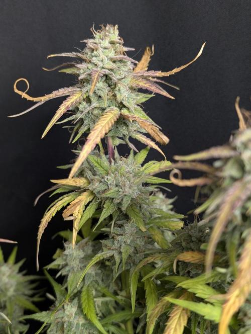 Frosted Guava Auto x3. Week 10