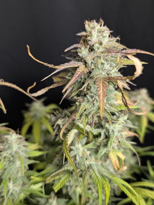 Frosted Guava Auto x3. Week 10