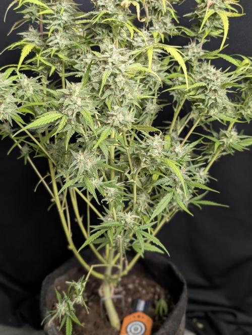 Frosted Guava Auto x3. Week 10