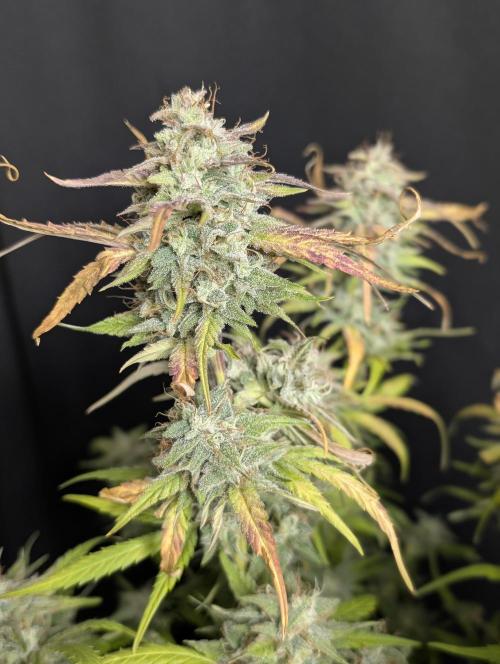 Frosted Guava Auto x3. Week 10