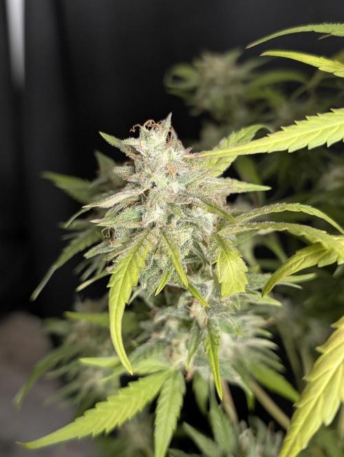 Frosted Guava Auto x3. Week 10