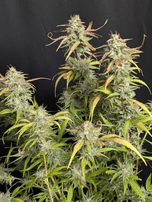 Frosted Guava Auto x3. Week 10