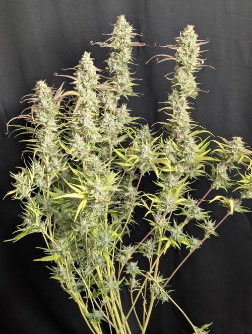 Frosted Guava Auto x3. Week 10 - 2