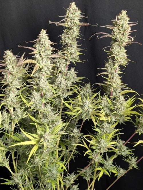 Frosted Guava Auto x3. Week 10