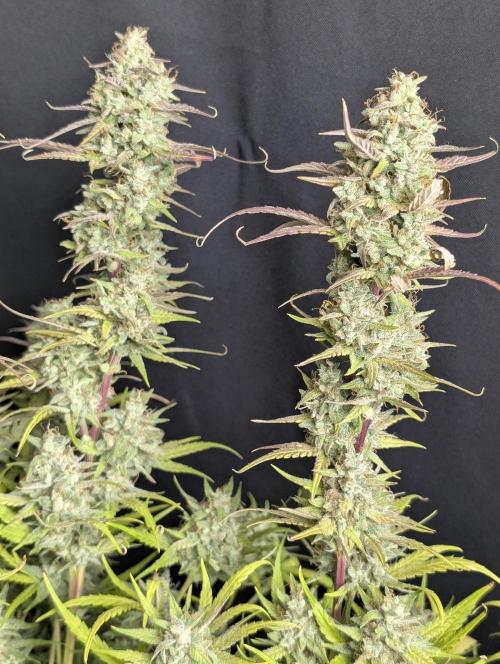 Frosted Guava Auto x3. Week 10