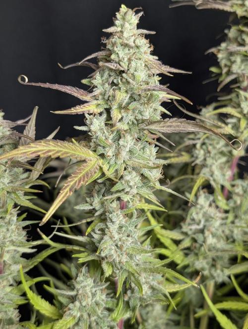 Frosted Guava Auto x3. Week 10