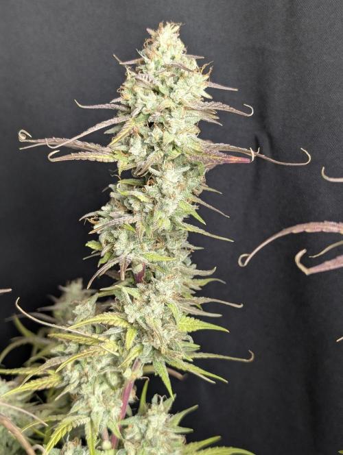 Frosted Guava Auto x3. Week 10