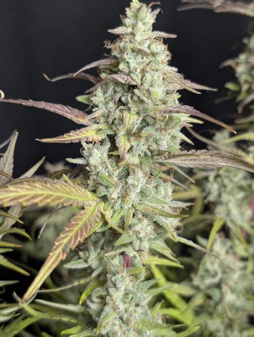 Frosted Guava Auto x3. Week 10