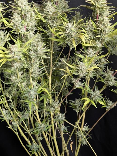 Frosted Guava Auto x3. Week 10
