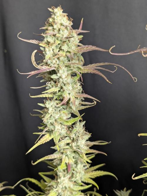 Frosted Guava Auto x3. Week 10