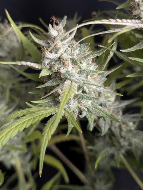 Frosted Guava Auto x3. Week 10
