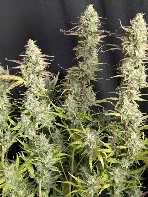Frosted Guava Auto x3. Week 10