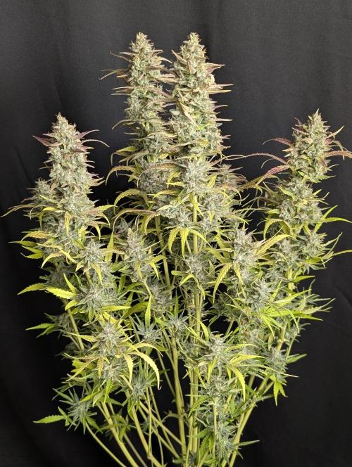 Frosted Guava Auto x3. Week 10 - 3