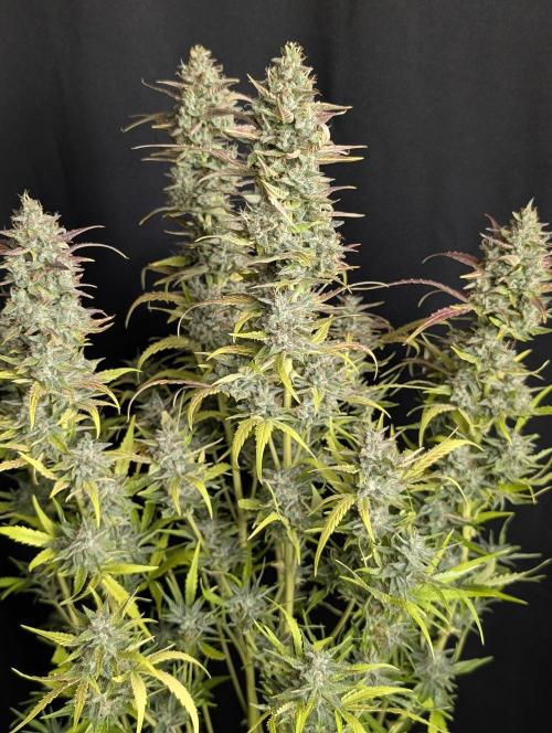 Frosted Guava Auto x3. Week 10