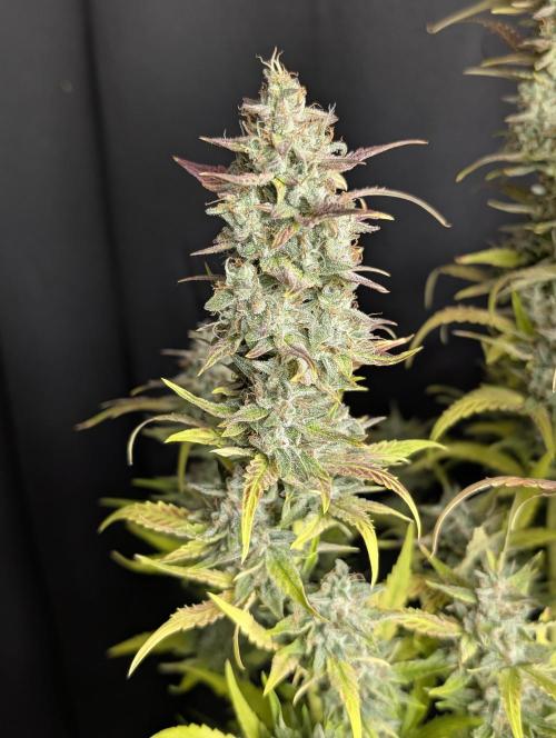 Frosted Guava Auto x3. Week 10