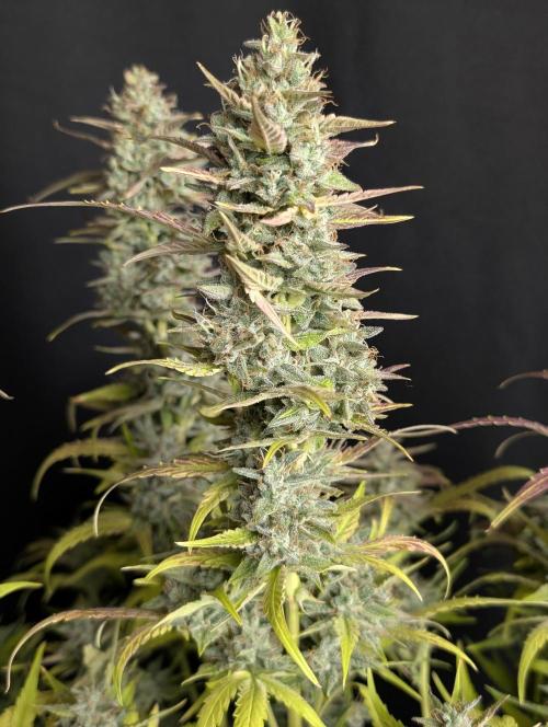 Frosted Guava Auto x3. Week 10