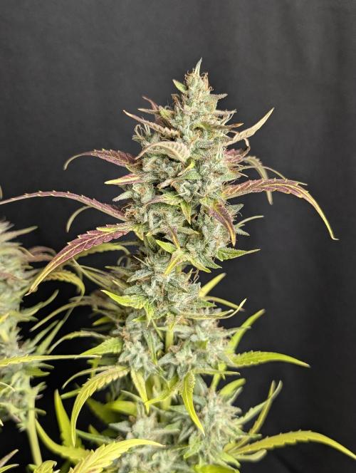 Frosted Guava Auto x3. Week 10