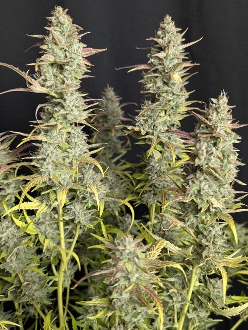 Frosted Guava Auto x3. Week 10