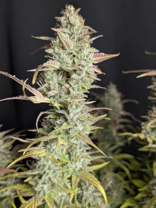 Frosted Guava Auto x3. Week 10